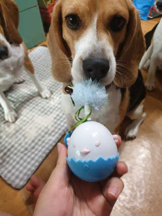 beaglelove님이 올린 리뷰 사진 2