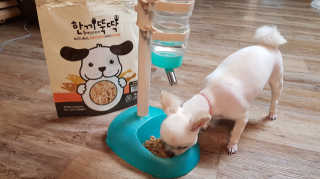 [펫토리아] 맛도 영양도 BEST 한끼뚝딱 강아지 사료 — 4점을 준 리뷰어가 2018년 12월 올린 사용 사진