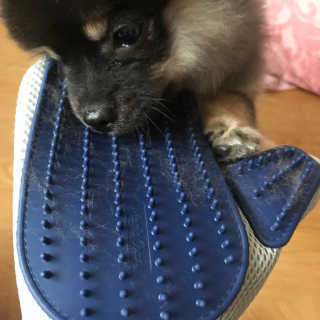 Four paws 리뉴얼 포포즈 매직코트 털 제거 브러쉬 — 4점을 준 리뷰어가 2018년 8월 올린 사용 사진