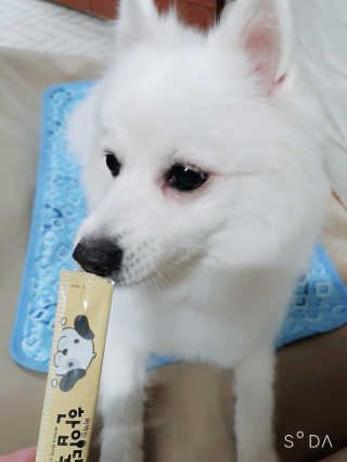 [펫토리아]짜먹는 한입뚝딱 강아지.고양이 마약간식 — 4.5점을 준 리뷰어가 2019년 8월 올린 사용 사진