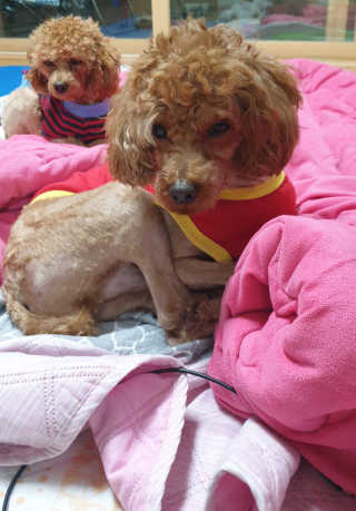 [펫토리아] 뚝딱케어 강아지 고양이 다목적세정제 — 5점을 준 리뷰어가 2020년 2월 올린 사용 사진