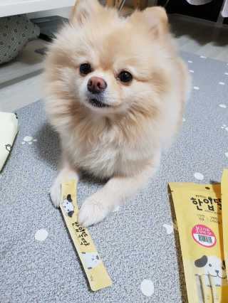 [펫토리아] 강아지,고양이겸용 짜먹는 한입뚝딱 — 3.67점을 준 리뷰어가 2019년 1월 올린 사용 사진