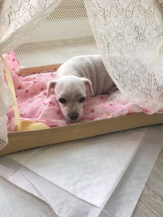 펫토리아 한장뚝딱 NEW 프리미엄 국내산 배변패드 — 5점을 준 리뷰어가 2019년 5월 올린 사용 사진