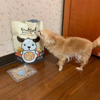 [펫토리아] 맛도 영양도 BEST 한끼뚝딱 강아지 사료 — 5점을 준 리뷰어가 2019년 4월 올린 사용 사진