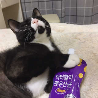 닥터할리펫밀크 8종 — 5점을 준 리뷰어가 2019년 4월 올린 사용 사진