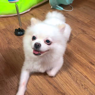 잠보아 뉴트리페어 굿바이 티어스테인 — 4.5점을 준 리뷰어가 2019년 8월 올린 사용 사진
