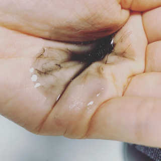 the naked object [탈모볼륨샴푸] 디블랙 팩 샴푸 — 5점을 준 리뷰어가 2020년 3월 올린 사용 사진