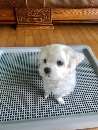 채꽃신님이 올린 리뷰 사진 3