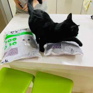 [펫토리아] BEST 고양이두부모래 6L 한삽뚝딱 — 4.5점을 준 리뷰어가 2019년 2월 올린 사용 사진