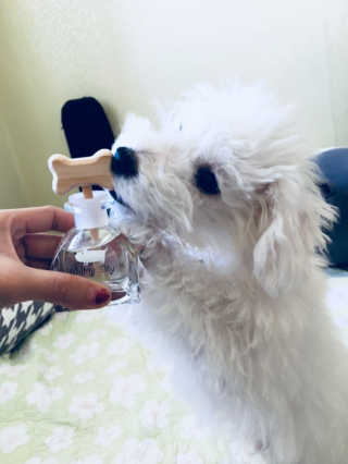 오!마이실리 오마이실리 반려동물 디퓨저 — 4.67점을 준 리뷰어가 2017년 11월 올린 사용 사진