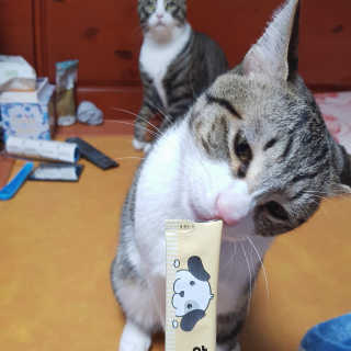 [펫토리아] 강아지,고양이겸용 짜먹는 한입뚝딱 — 4.5점을 준 리뷰어가 2019년 2월 올린 사용 사진