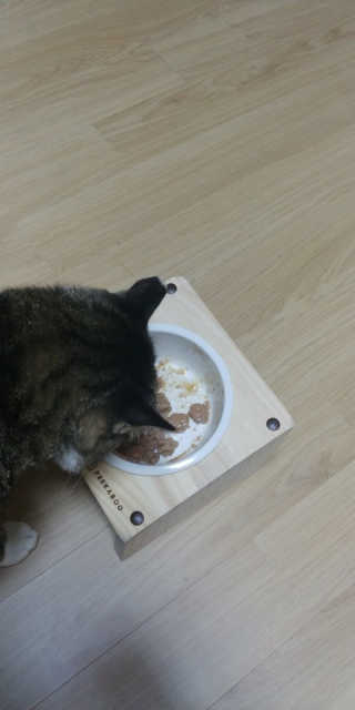 [펫토리아]배피 고양이,빌리강아지 대용량주식캔 — 5점을 준 리뷰어가 2019년 7월 올린 사용 사진