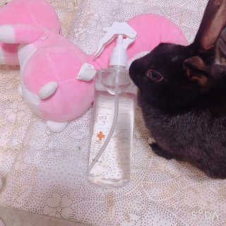 [펫토리아]살균뚝딱 강아지 고양이 살균소독제 탈취제 — 5점을 준 리뷰어가 2019년 10월 올린 사용 사진