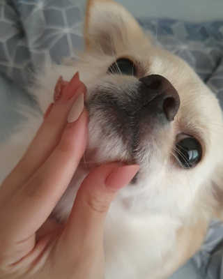 잠보아 펫 아톱 샴푸 — 5점을 준 리뷰어가 2019년 9월 올린 사용 사진