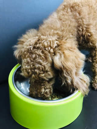 [펫토리아] 맛도 영양도 BEST 한끼뚝딱 강아지 사료 — 5점을 준 리뷰어가 2018년 12월 올린 사용 사진