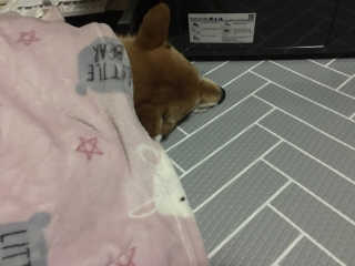 네츄럴굿띵스 잇츠 크랜베리 1병 30일분 — 4점을 준 리뷰어가 2019년 10월 올린 사용 사진