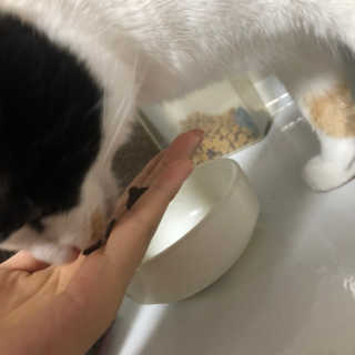 [펫토리아] 퍼스트메이트 고양이 사료 — 5점을 준 리뷰어가 2019년 5월 올린 사용 사진