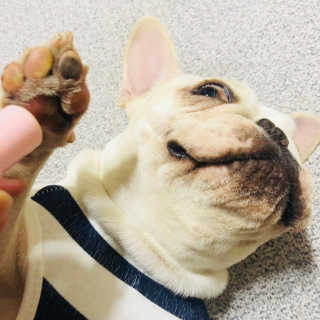불독키우는개엄마❤️님이 올린 리뷰 사진 4