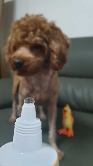 갱얼쥐사랑님이 올린 리뷰 사진 2