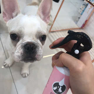 불독키우는개엄마❤️님이 올린 리뷰 사진 1