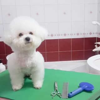 삼숑이맘님이 올린 리뷰 사진 4