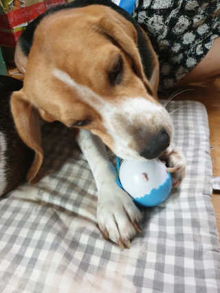 beaglelove님이 올린 리뷰 사진 1