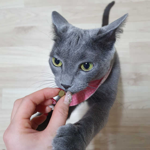 닥터설 트릿 리뷰 사진