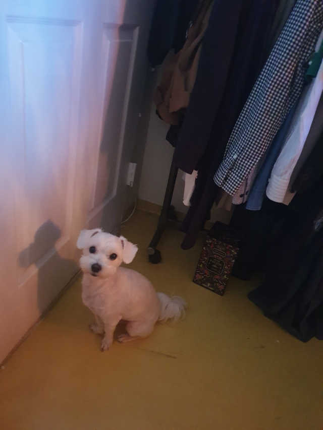 쿨펫 리뷰 사진