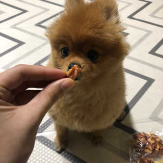 [펫토리아] 뚝딱뚝딱 400g 강아지 간식 베스트5종 — 4점을 준 리뷰어가 2019년 1월 올린 사용 사진