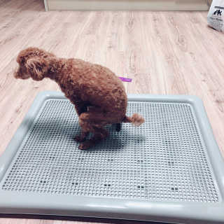 펫토리아 한판뚝딱 토일렛 초대형 강아지 배변판+한장뚝딱 66매 — 5점을 준 리뷰어가 2018년 9월 올린 사용 사진