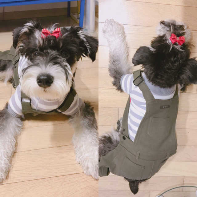 면스판오버롤즈(cotton overalls) 리뷰 사진