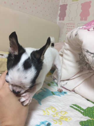 [펫토리아]배피 고양이,빌리강아지 대용량주식캔 — 5점을 준 리뷰어가 2019년 7월 올린 사용 사진