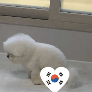 [펫토리아] 한장뚝딱 울트라 탈취패드 배변패드 22매 — 5점을 준 리뷰어가 2020년 2월 올린 사용 사진