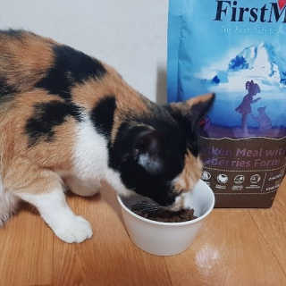 [펫토리아] 퍼스트메이트 고양이 사료 — 5점을 준 리뷰어가 2019년 3월 올린 사용 사진