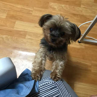 [펫토리아]살균뚝딱 강아지 고양이 살균소독제 탈취제 — 5점을 준 리뷰어가 2019년 10월 올린 사용 사진