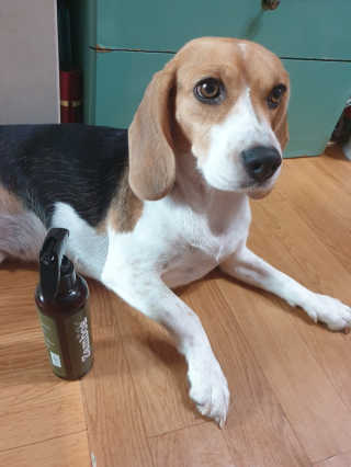 beaglelove님이 올린 리뷰 사진 1