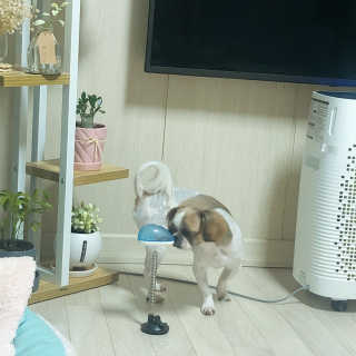 옥희독희 스윙토이 — 3.5점을 준 리뷰어가 2019년 8월 올린 사용 사진