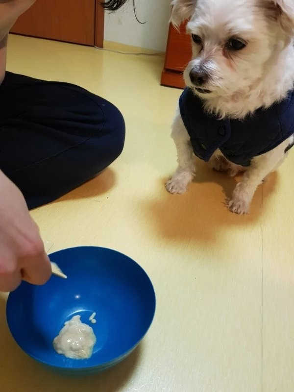 [펫토리아] 강아지,고양이겸용 짜먹는 한입뚝딱 리뷰 사진