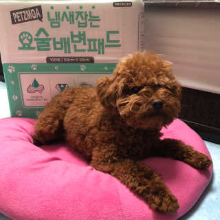 페츠모아 냄새잡는 요술배변패드 — 1점을 준 리뷰어가 2020년 3월 올린 사용 사진