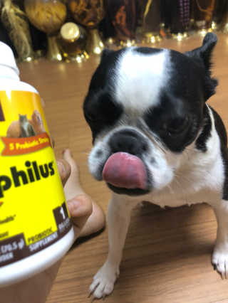 재로우 제로우 펫 도필러스 반려동물 유산균 영양제 70.5g — 4점을 준 리뷰어가 2018년 7월 올린 사용 사진