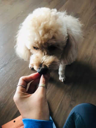 푸디웜 주식회사 [푸디웜] 강아지 저알러지 수제간식 4종세트 — 5점을 준 리뷰어가 2018년 12월 올린 사용 사진