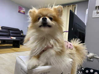 [펫토리아] 한장뚝딱 울트라 탈취패드 배변패드 22매 — 4점을 준 리뷰어가 2020년 2월 올린 사용 사진