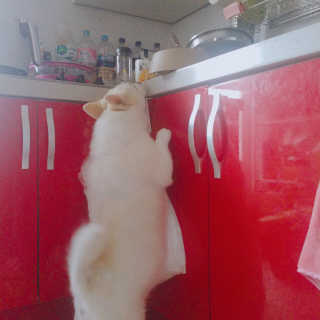 [펫토리아]배피 고양이,빌리강아지 대용량주식캔 — 5점을 준 리뷰어가 2019년 7월 올린 사용 사진