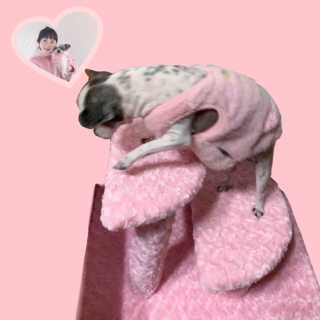 [펫토리아] 한탭뚝딱 강아지계단 BEST 모음 — 5점을 준 리뷰어가 2019년 1월 올린 사용 사진
