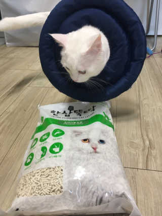 [펫토리아] BEST 고양이두부모래 6L 한삽뚝딱 — 5점을 준 리뷰어가 2019년 2월 올린 사용 사진