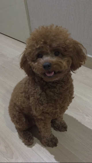 [펫토리아] 퍼스트메이트 강아지 사료 — 4점을 준 리뷰어가 2019년 2월 올린 사용 사진