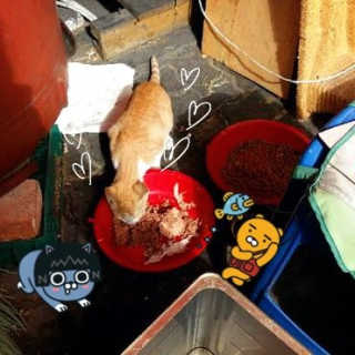 동원 참치킹 고양이 캔 12개입 — 5점을 준 리뷰어가 2018년 10월 올린 사용 사진