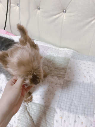 제주도에서 온 깨끗한 친환경 반려동물 음식 어글어글 — 4.67점을 준 리뷰어가 2018년 7월 올린 사용 사진