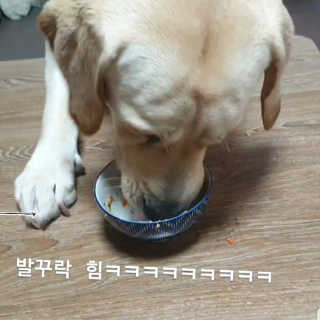 [어글어글] 반려견 친환경 간식 9종 세트 — 5점을 준 리뷰어가 2019년 11월 올린 사용 사진