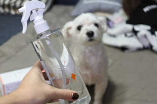 [펫토리아]살균뚝딱 강아지 고양이 살균소독제 탈취제 — 5점을 준 리뷰어가 2019년 10월 올린 사용 사진